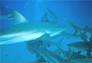 sharkdive13.jpg