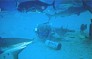 sharkdive14.jpg