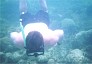 snorkels4.jpg
